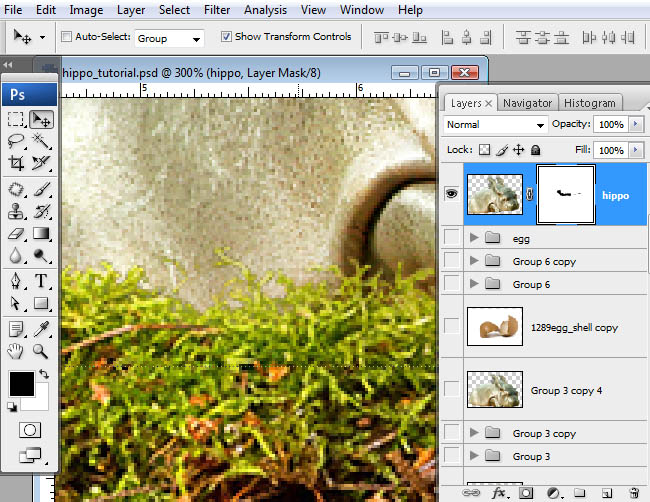 hippo, photoshop, nest, egg, shell, flying hippo, cute, baby, wings, hippopotamus, feathers